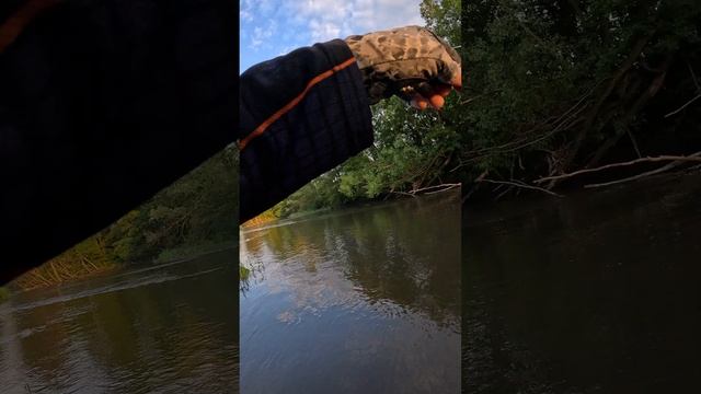 Мощная поклёвка голавля на Provokator! #fishing #Provokator #рыбалка
