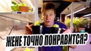 Самый быстрый и простой способ вырастить вкусный салат у себя дома