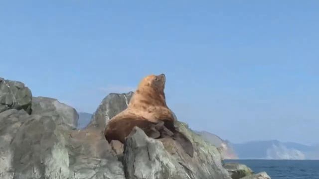 Камчатка грот м.Пирамидный смотреть онлайн