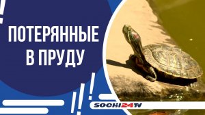 КУДА ИСЧЕЗЛИ КРАСНОУХИЕ ЧЕРЕПАШКИ?