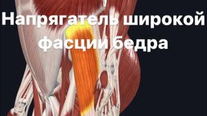 Напрягатель широкой фасции бедра.Анатомия. Функции.Синергисты.Анитагонисты.Как укрепить и растянуть