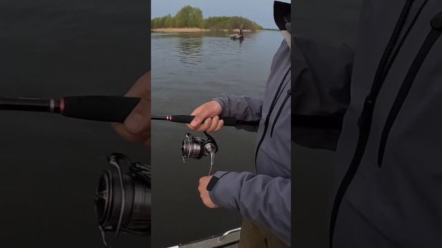 За пару дней до запрета #shorts #fishing #norstream #рыбалка #zander #судак #волга #спиннинг #джиг