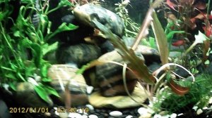 Небольшой акваскейп