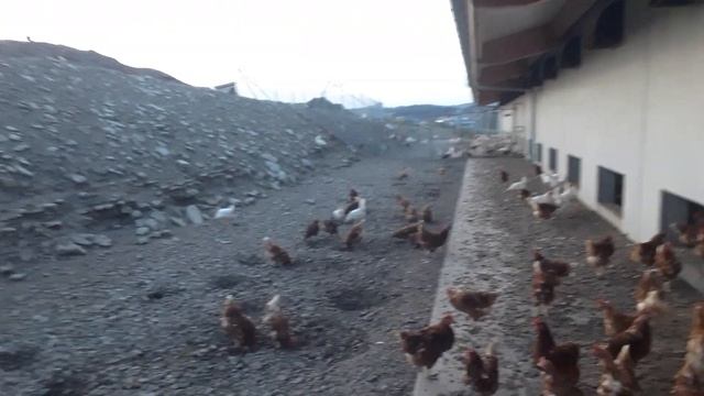 мургои Ломан ва Декалб дар Германия👍👈 смотреть онлайн