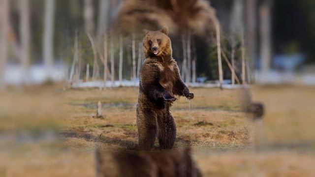 60 БЕЛЫЙ МЕДВЕДЬ И БУРЫЙ МЕДВЕДЬ - Ненецкая сказка - читает Владимир Ефанов