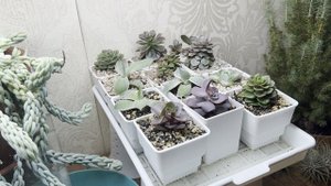 Суккуленты Верхняя полка.