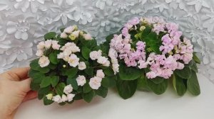 Фиалки трейлеры Pink Mint и DS-Сады Любви