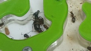 Колония крутых муравьёв |Camponotus herculeanus|