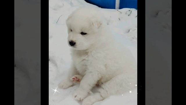 Щенки самоеда.mp4