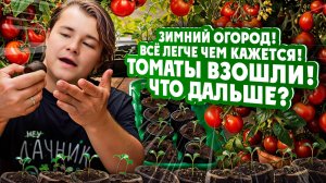 Зимний огород! Всё легче чем кажется! ТОМАТЫ ВЗОШЛИ! ЧТО ДАЛЬШЕ?