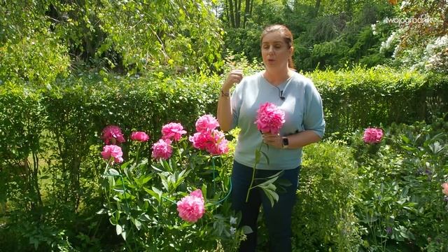 Jak uprawiać piwonie - królowe ogrodu смотреть онлайн