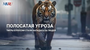 Эксперт рассказал о нападении тигров на людей и собак