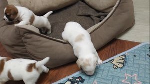 Щенки Джек Рассел терьера. 2 мальчика и 1 девочка. свободны для бронирования.