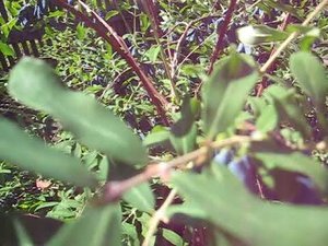 жимолость амфора