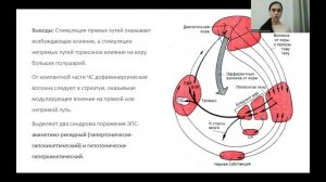 Базальные ганглии. Анатомия. Функции.  Прямой и непрямой путь базальных ганглий.