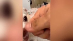 Забавные животные№122