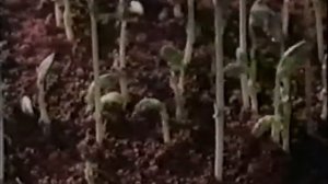 Развитие растения из семени