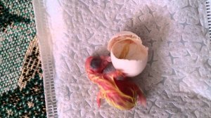 Вылупление кореллы