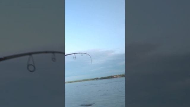 Неожиданный прилов, или что такое рыбацкое везение #shorts #fishing #рыбалка #pike #щука #norstream