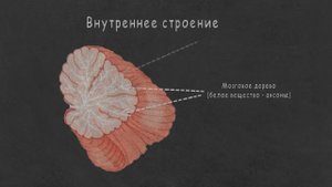 Мозжечок - анатомия, физиология. Клетки мозжечка