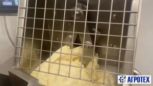 Машины формовочные для сыров группы паста филата (чечил, моцарела)