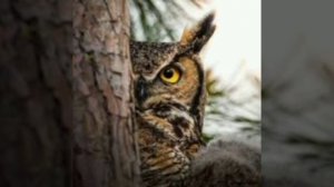 Ворон и филин. (малышам). Бирманская сказка, народов Азии.