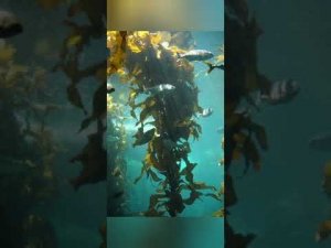 биология 6-класс тема: Жандуу организмдердин жана өсүмдүктөрдүн көп түрдүүлүгү