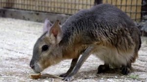 ⚡️Рубрика #Красная_Книга📕🔺Знакомьтесь – Патагонская мара.