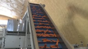 Фасовка моркови.