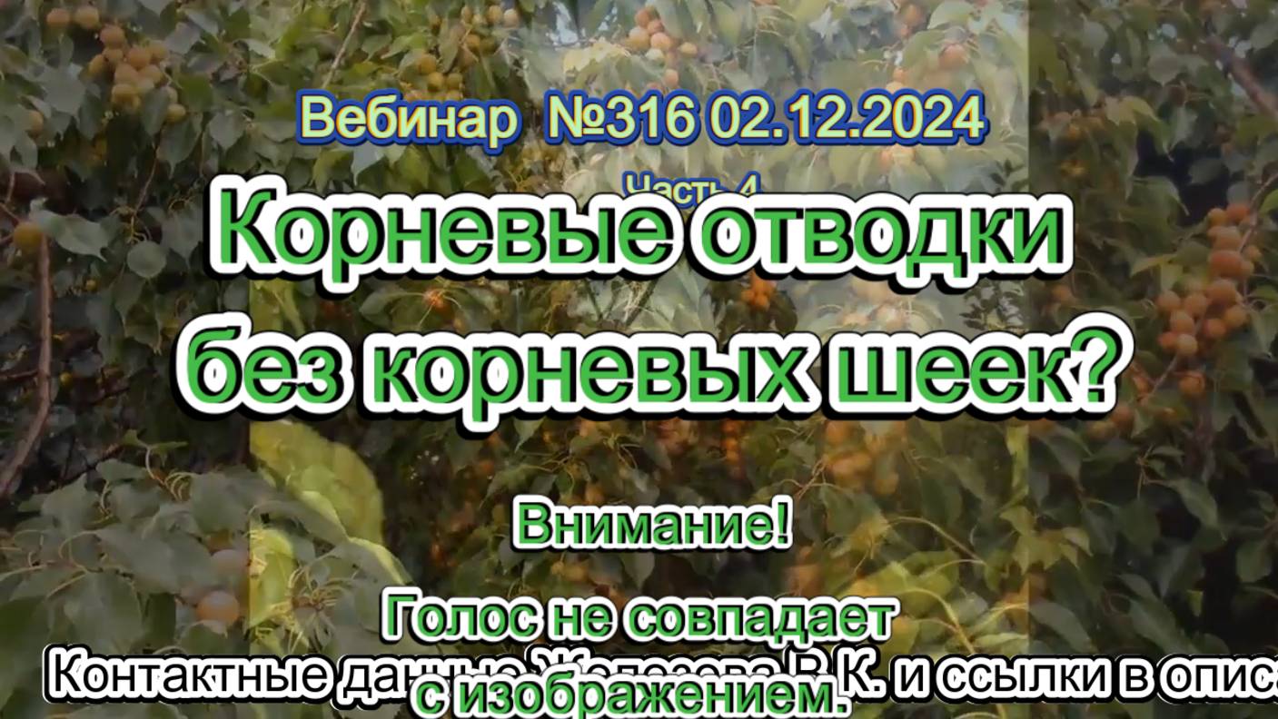 Железов Валерий. Вебинар 316. ч.4.  Корневые отводки без корневых шеек. Внимание! Голос не совпадает