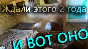 Произошло Чудо! Новый петух в деревне.