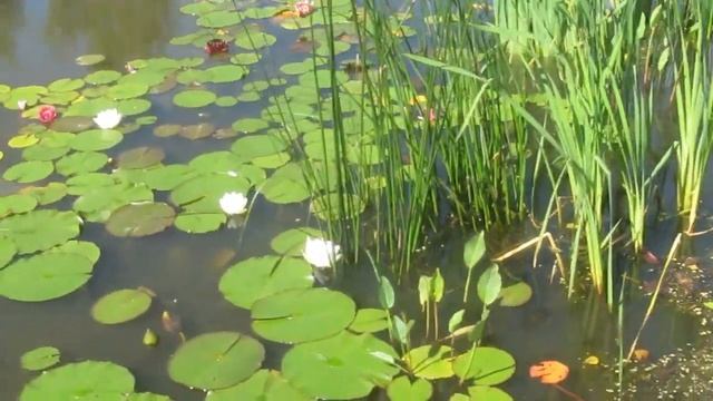 Нимфеи в пруду  Таруса, Водный парк лотос