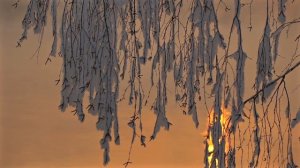 Птицы на Енисее