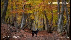 529 О манящих дорогах 20.11.2022 г.