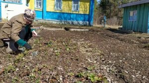 Самоизоляция в деревне Кривячка. Шашлычки и банька. Клубника, нарциссы и лук. Часть 9-я. (1)
