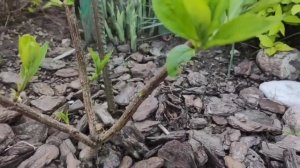 ФОРМИРОВАНИЕ ГОРТЕНЗИИ длиною в пять лет 🌿✂️На примере Граффити
