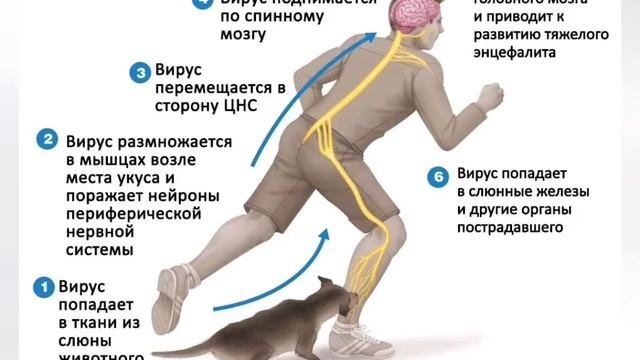 Бешенство