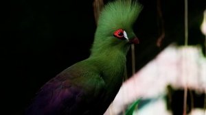 РАЗНОЦВЕТНЫЕ ПТИЦЫ _ РАССЛАБЛЯЮЩИЕ ЗВУКИ ПТИЦ