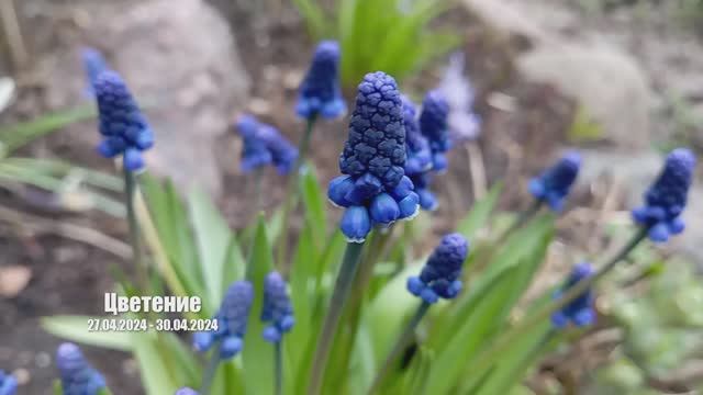 © Цветение. 27.04.2024 - 30.04.2024 смотреть онлайн