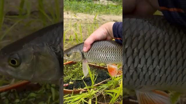 Вспоминаем летние рыбалки и упитанных красавцев-голавлей #shorts #fishing #рыбалка #chub #голавль