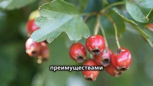 Боярышник. Ягоды боярышника. Целебный отвар и настой из ягод боярышника.
