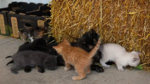 Country Life ASMR Collecting & Preserving Summer Apples From Start to Finish