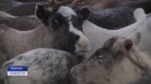 Новости Ненецкого округа от 03.12.2024