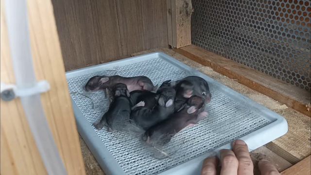 11 серия. Каркасная баня своими руками. Поднимаем стены.