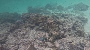 Bamboo Island in the sea