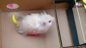 Полоса препядствий POP IT Dinosaur - Лабиринт для хомяков с ловушками ☠️ [ПОЛОСА ПРЕПЯТСТВИЙ]