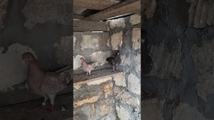 #МраморныеБакинцы, Голуби Дагестана.