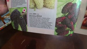 Обзор каталога на 2025 год от Садов России. Часть 5