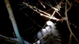 ЗИМНЕЕ ЧУДО - В ПОЛНОЧЬ, НА МОРОЗЕ  РАСПУСКАЮТСЯ ВЕРБЫ В ДЕНЬ ВВЕДЕНИЯ ВО ХРАМ БОГОРОДИЦЫ