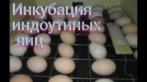 Инкубация индоутиных яиц // Индоутки занеслись//Мое хозяйство!!!!